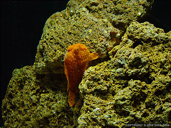 54ka_deep_blue_see_03.jpg