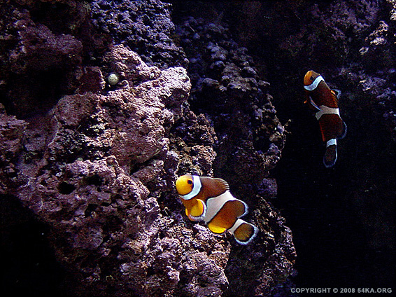 54ka_deep_blue_see_08.jpg