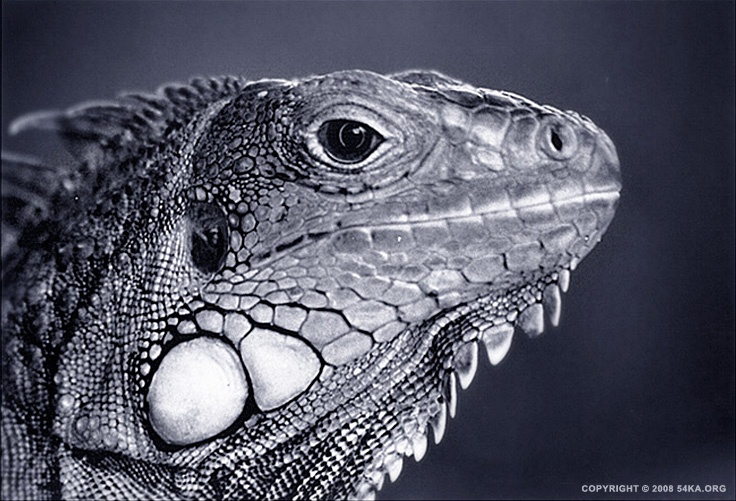 Iguana