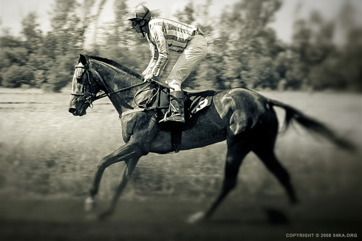 black thoroughbred racehorse. horses vii by 54ka Race Horses