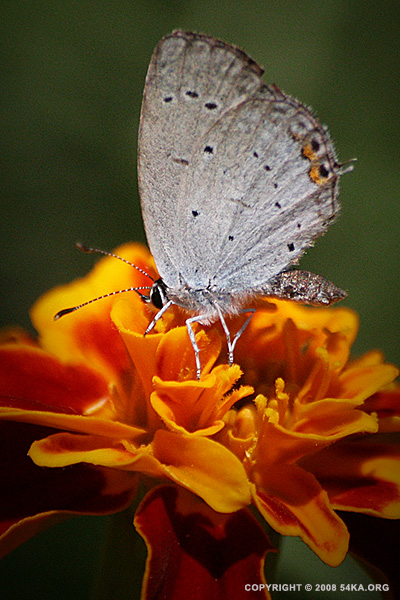 butterfly_003.jpg