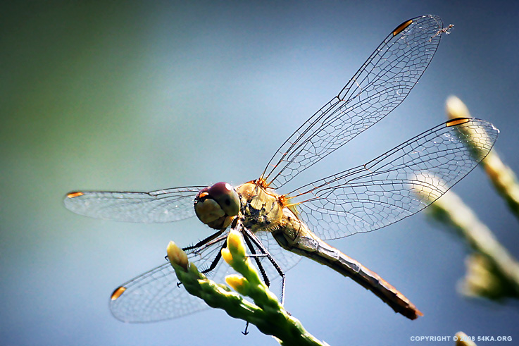 Dragonfly photography macro animals  Photo