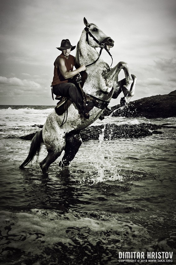 Lord of Storms photography portraits horse photography featured animals  Photo