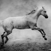 The White Horse II