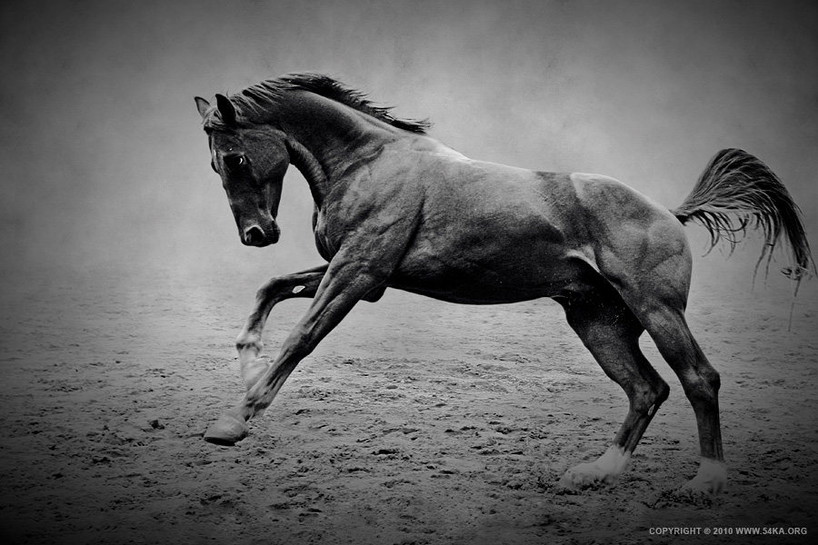 The Black Horse photography photomanipulation horse photography featured black and white animals  Photo