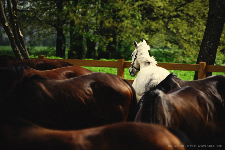 Grazing photography horse photography featured animals  Photo
