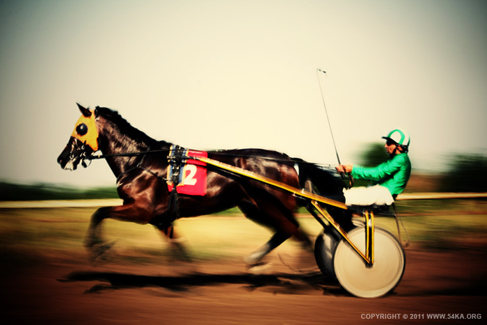 Traditional buggy race photography horse photography animals  Photo