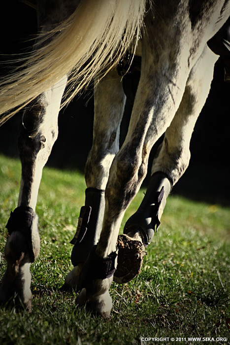 Horse detail II photography horse photography animals  Photo