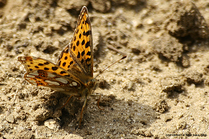 Butterfly III photography macro animals  Photo