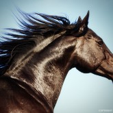 Horse Beauty