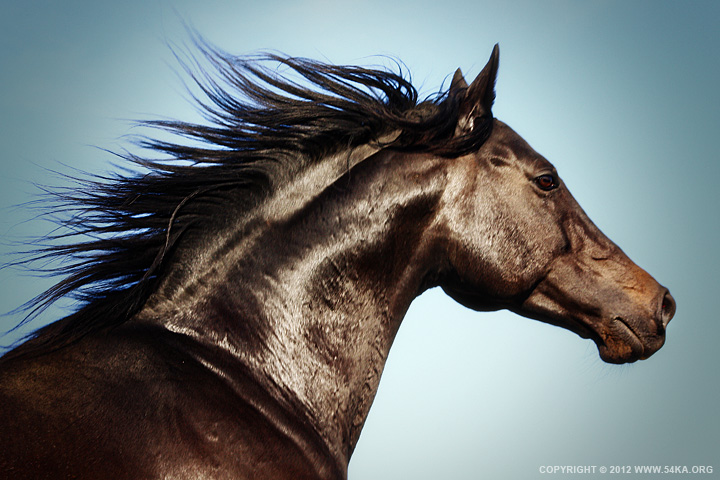 Horse Beauty photography equine photography animals  Photo