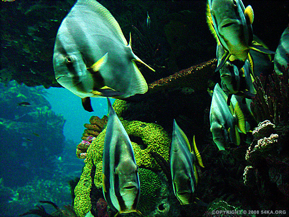 Underwater photography animals  Photo