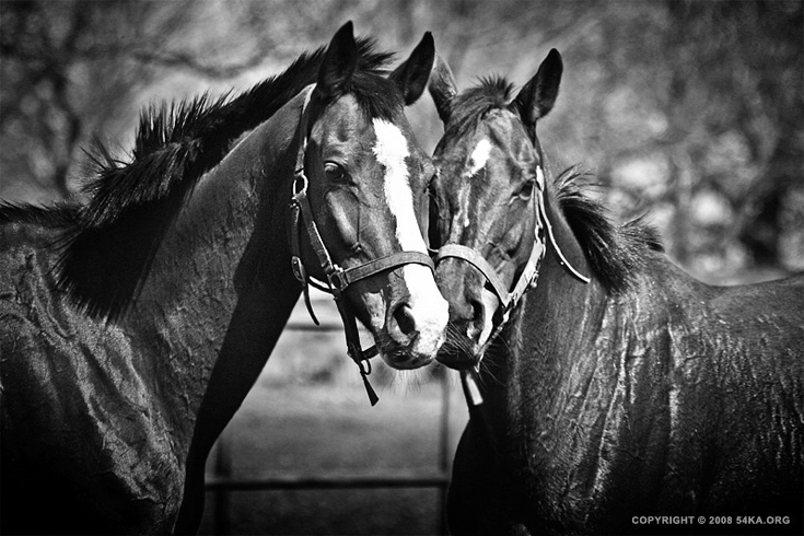 Horse Love photography horse photography black and white animals  Photo