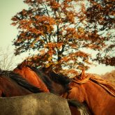 Autumn Horses III