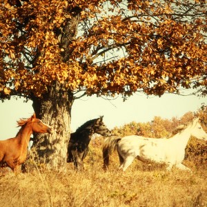 Autumn Horses II