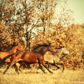 Autumn Horses IV
