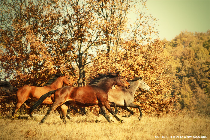 Autumn Horses IV photography featured equine photography animals  Photo