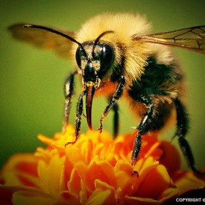 Bee II