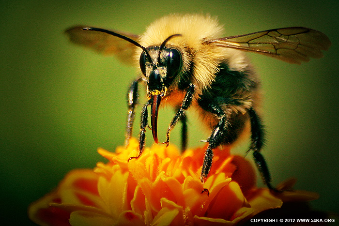 Bee II photography macro animals  Photo