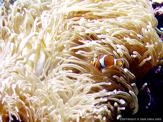 Sea Anemone photography featured animals  Photo