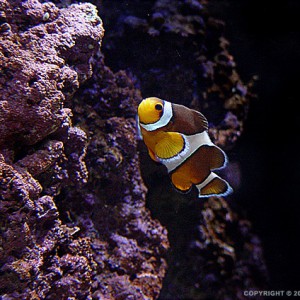 Clownfish I