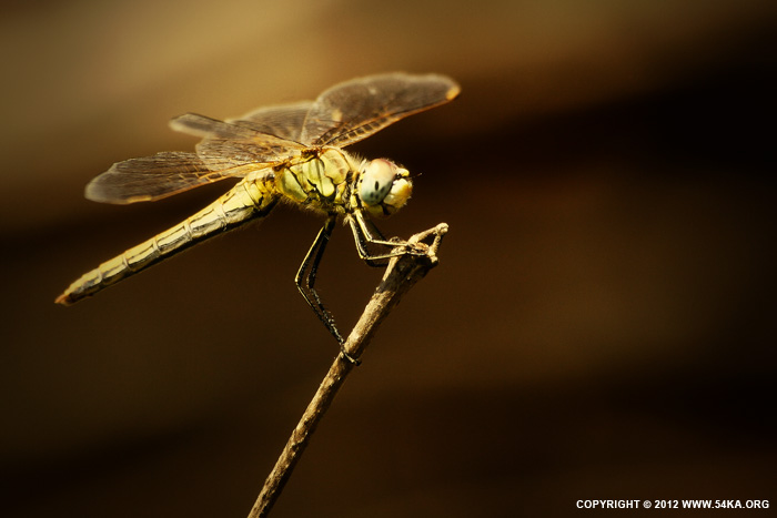 Dragonfly II photography animals  Photo