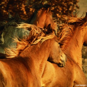 Autumn Horses