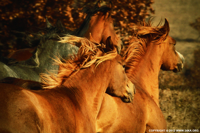 Autumn Horses photography equine photography animals  Photo