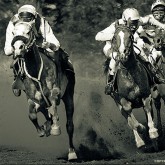 Horse competition V