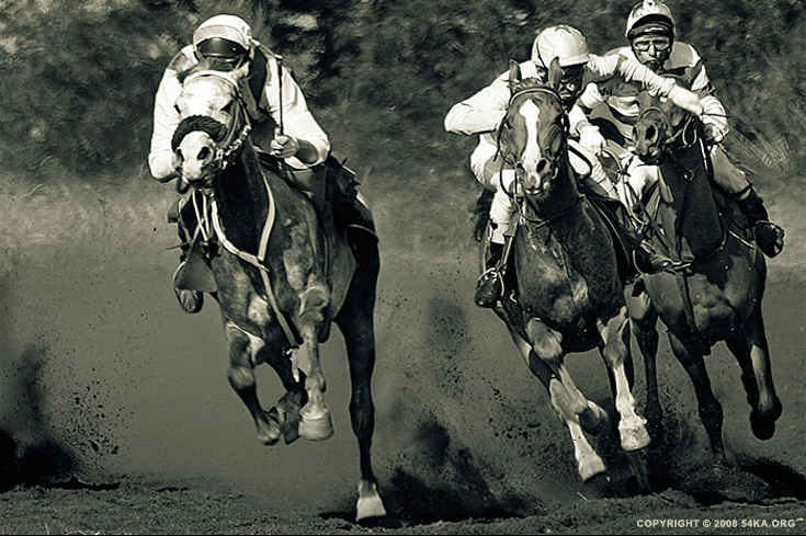 Horse competition V photography horse photography featured black and white animals  Photo