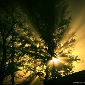 Tree Night Light