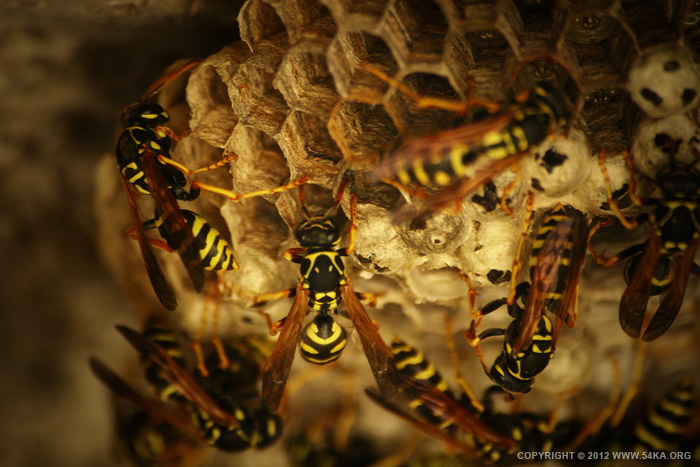 Wasp I photography macro animals  Photo