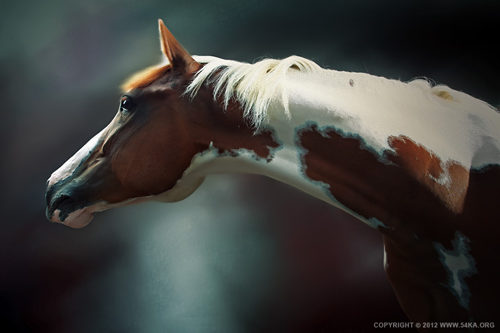 Horse Portrait photography horse photography featured animals  Photo