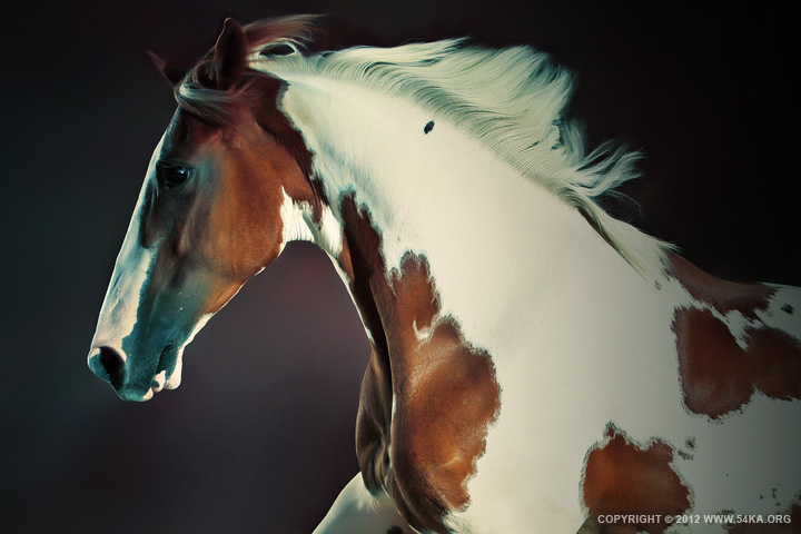 Horse Portrait II photography equine photography daily dose animals  Photo
