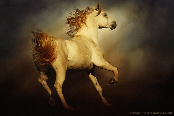 Majestic Horse photography horse photography featured animals  Photo