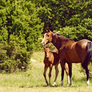 Mare With Foal