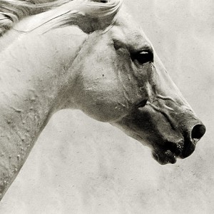 The White Horse III – White Horse Portrait