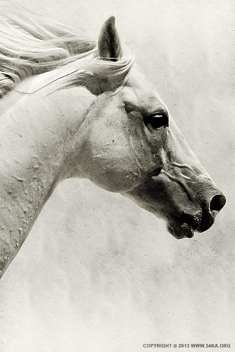 The White Horse III   White Horse Portrait photography photomanipulation horse photography featured animals  Photo