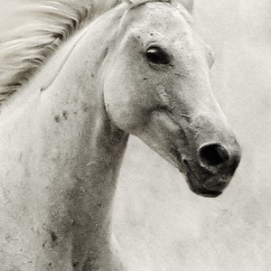 The White Horse II – Equestrian Portrait