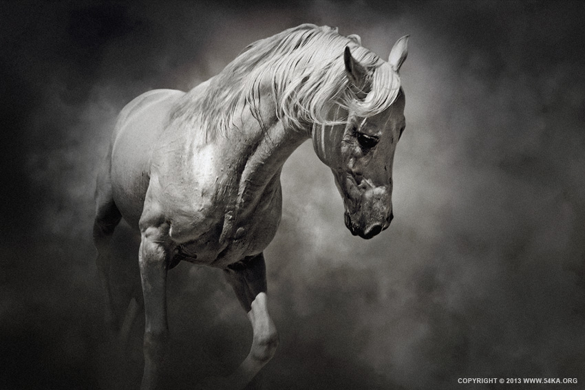 black and white horse