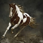 Pinto Horse in Motion