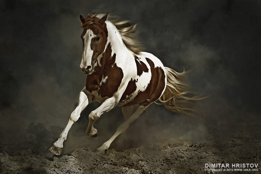 Pinto Horse in Motion photography photomanipulation horse photography featured animals  Photo