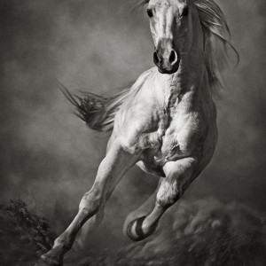 Galloping White Horse in Dust