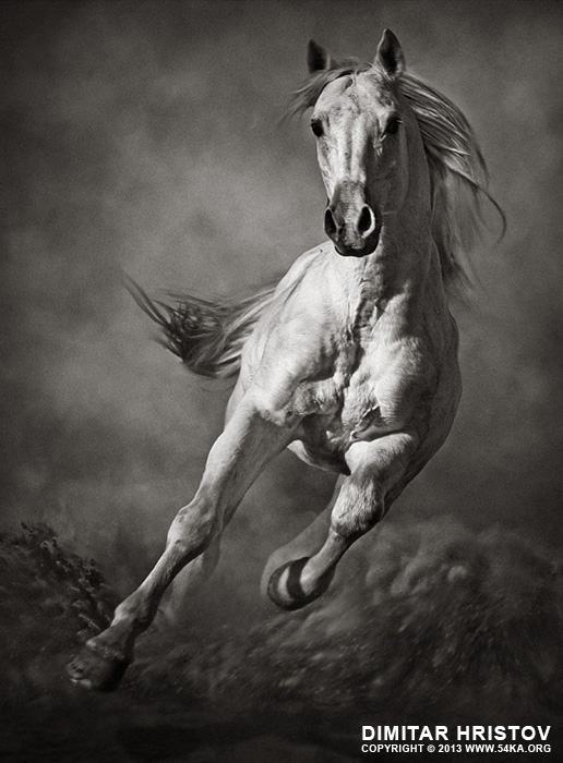 Galloping White Horse in Dust photography photomanipulation featured equine photography black and white animals  Photo