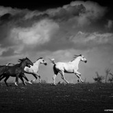 Equine Black and White Photography
