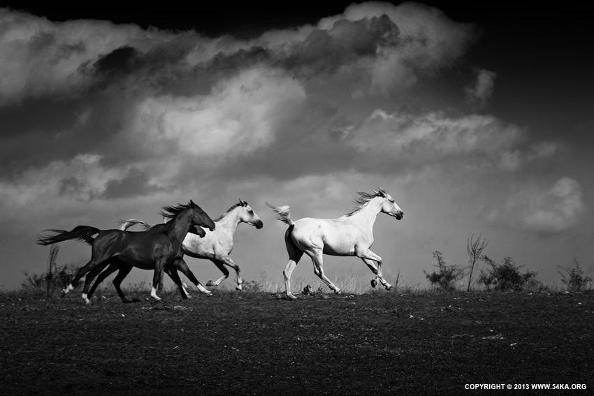 Equine Black and White Photography photography landscapes horse photography featured black and white animals  Photo