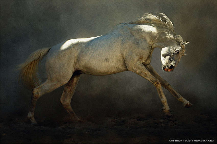 Mad Horse photography photomanipulation horse photography featured animals  Photo