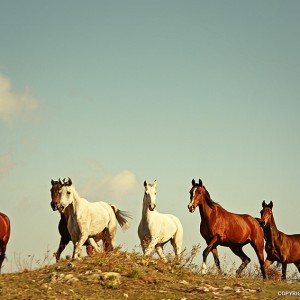 Wild Horses Tabun