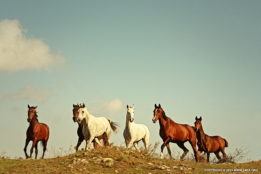 Wild Horses Tabun photography horse photography featured animals  Photo