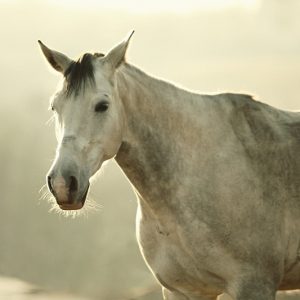 White Horse Vintage Portrait
